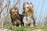 YORKSHIRE TERRIER 162